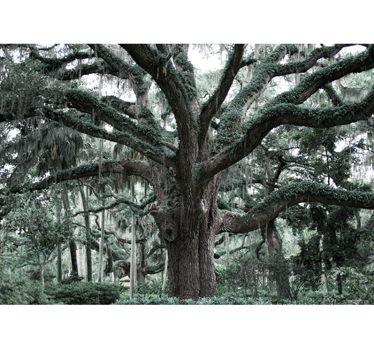 树木照片墙展现雄伟橡树枝条 - TenStickers