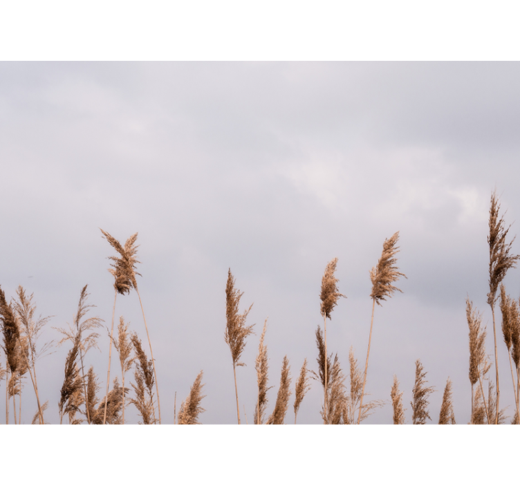 树木照片墙与高草剪影相映成趣 - TenStickers