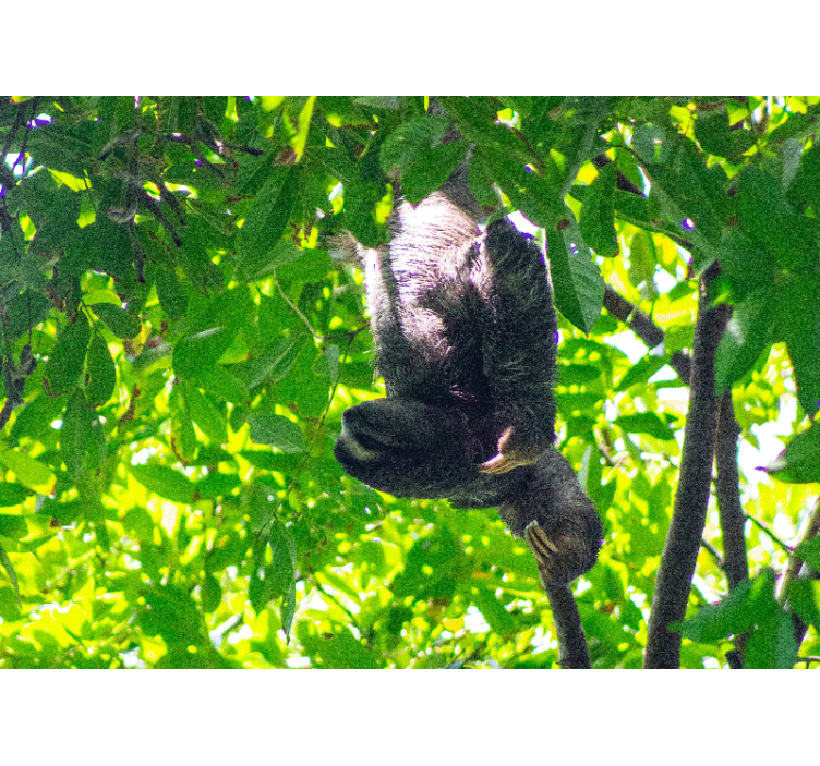 动物风格的墙面壁画懒猴挂绿植 - TenStickers