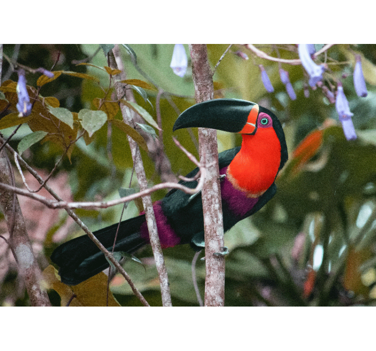 动物风格的墙面壁画 彩色巨嘴鸟展示 - TenStickers
