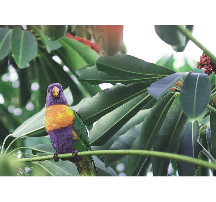 动物风格的墙面壁画色彩斑斓的鹦鹉栖息 - TenStickers