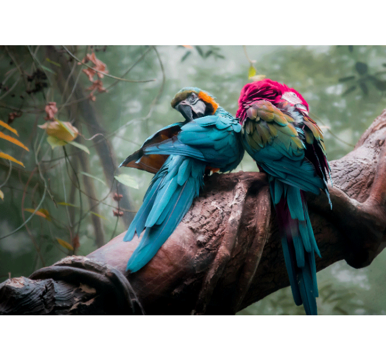 动物风格的墙面壁画色彩斑斓的鹦鹉拥抱 - TenStickers