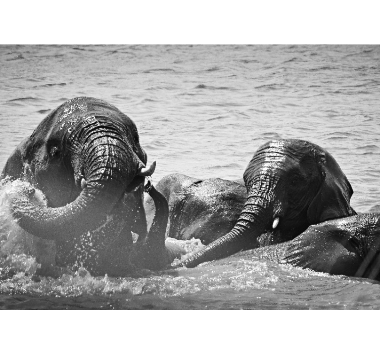 动物风格的墙面壁画液态大象 - TenStickers