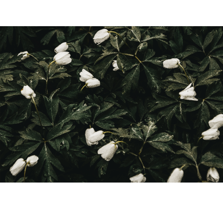 花卉照片墙展现柔和白色花朵 - TenStickers