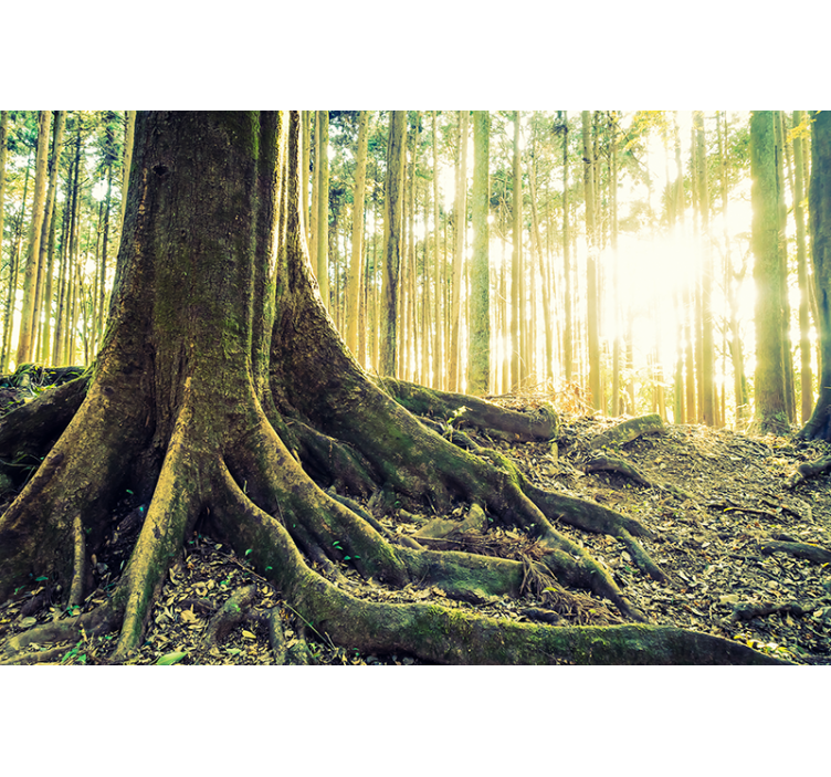 森林照片墙映照阳光下的树根 - TenStickers