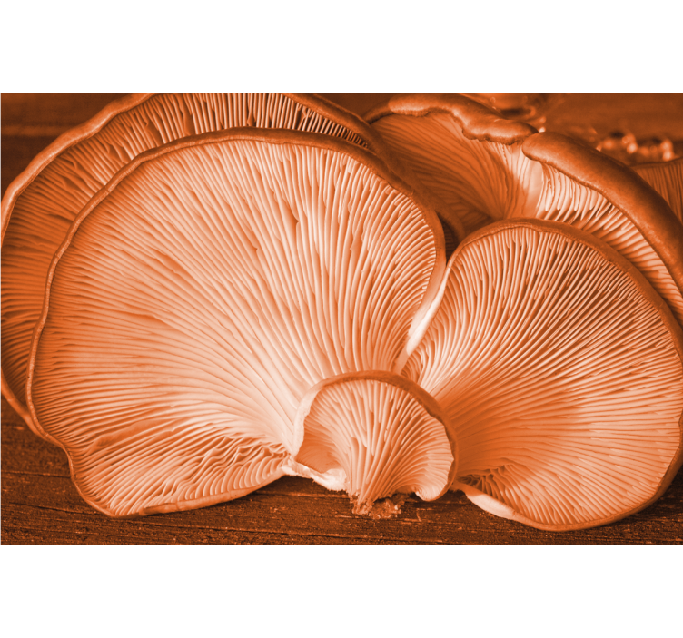 花卉照片墙蘑菇纹理展示 - TenStickers