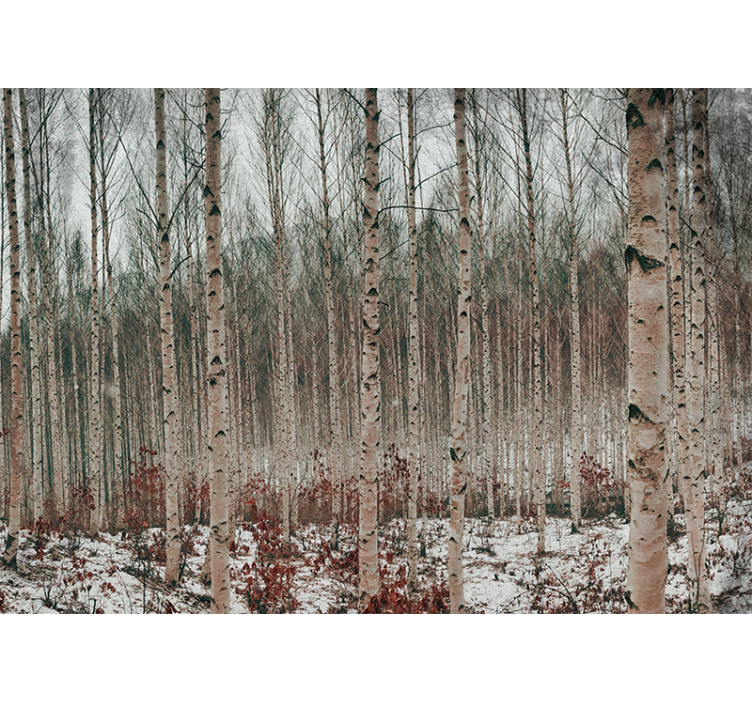 森林照片墙与白桦树景观相映成趣 - TenStickers