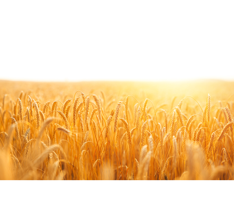 自然照片墙金色麦田 - TenStickers