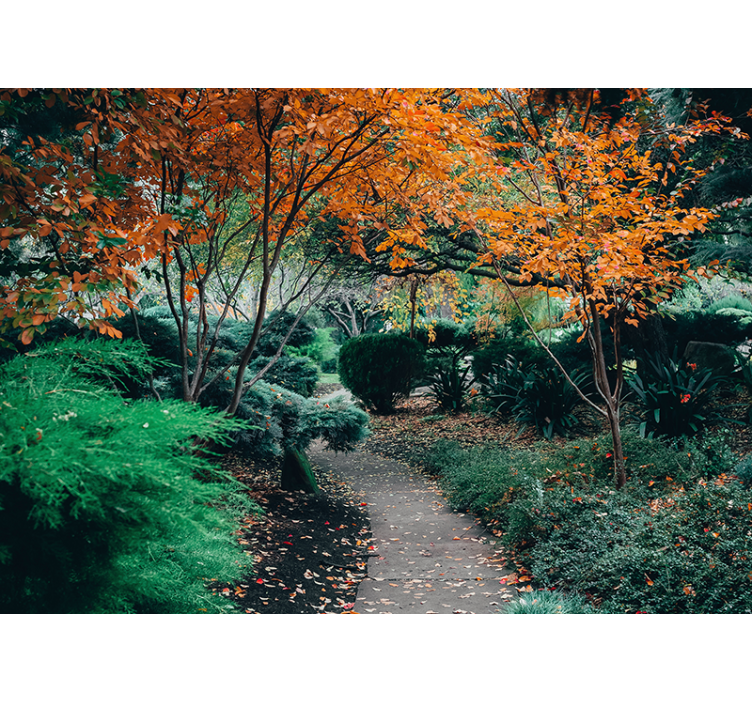 自然照片墙在树木间的小径 - TenStickers