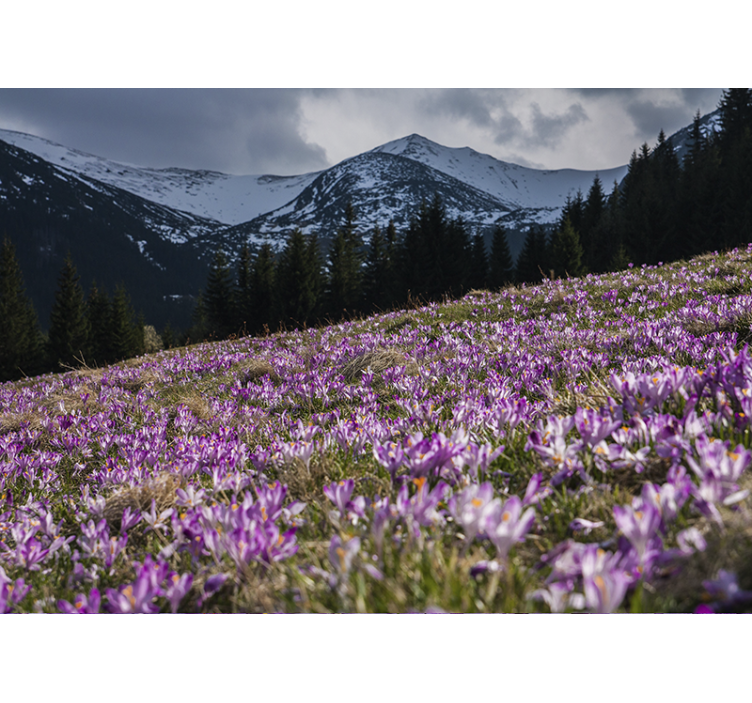 花卉照片墙展示紫 crocus 花田 - TenStickers