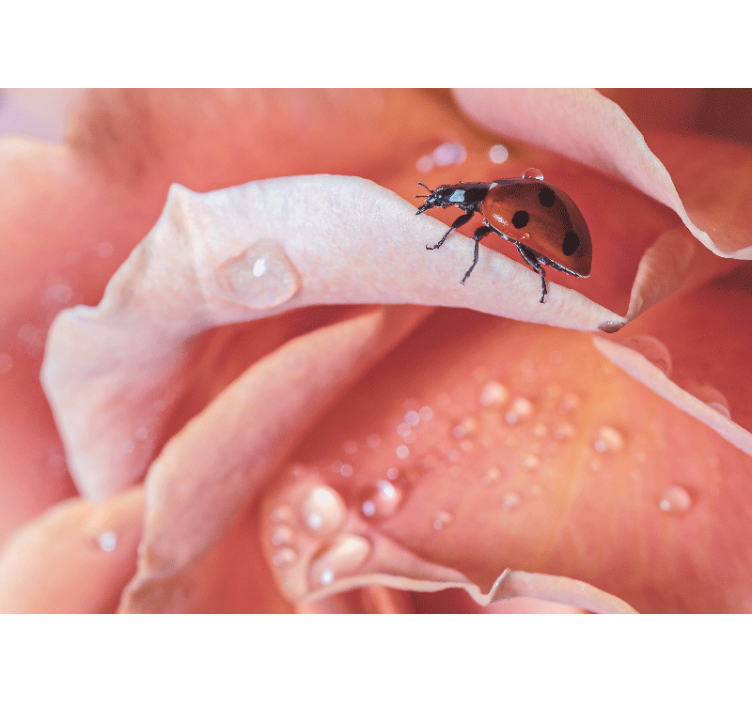 花卉照片墙上的瓢虫与花瓣 - TenStickers