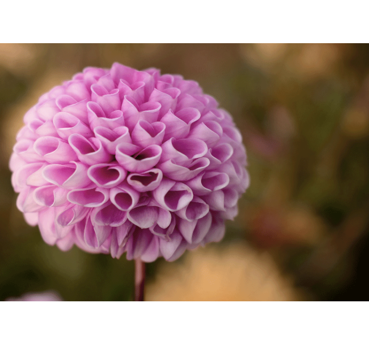 花卉照片墙粉色花卉球体 - TenStickers