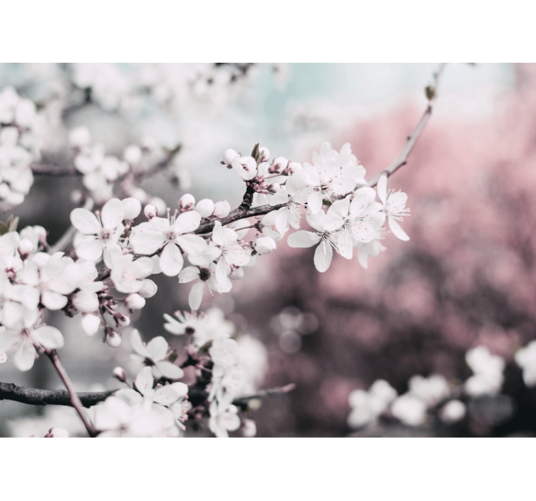 花卉照片墙樱花绽放枝条 - TenStickers