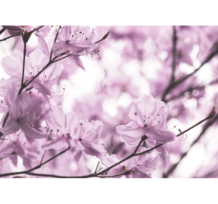 花卉照片墙展现精致粉色花朵 - TenStickers