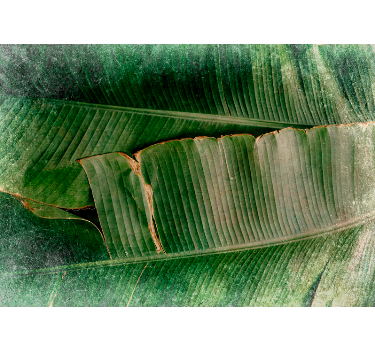 自然照片墙展现生动的叶片层次 - TenStickers