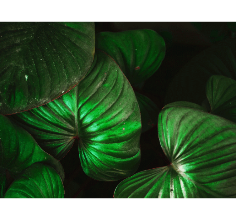 自然照片墙展现生机勃勃的绿叶 - TenStickers