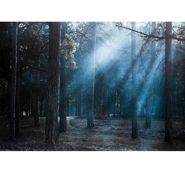森林照片墙带你走进雾霭迷蒙的小径 - TenStickers