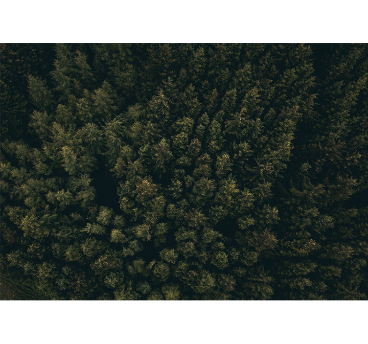 自然照片墙带来郁郁葱葱的绿叶天篷 - TenStickers