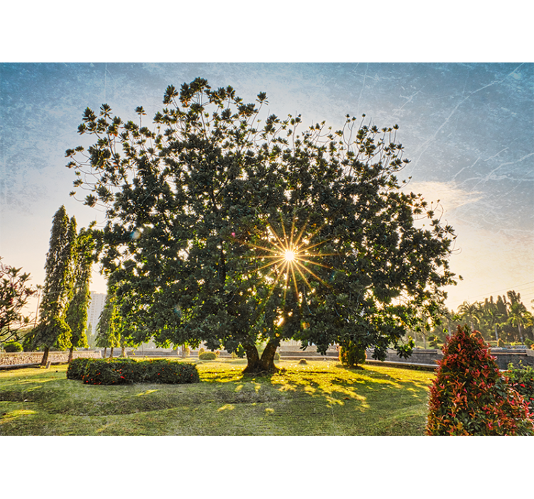 自然照片墙带来阳光树景观 - TenStickers