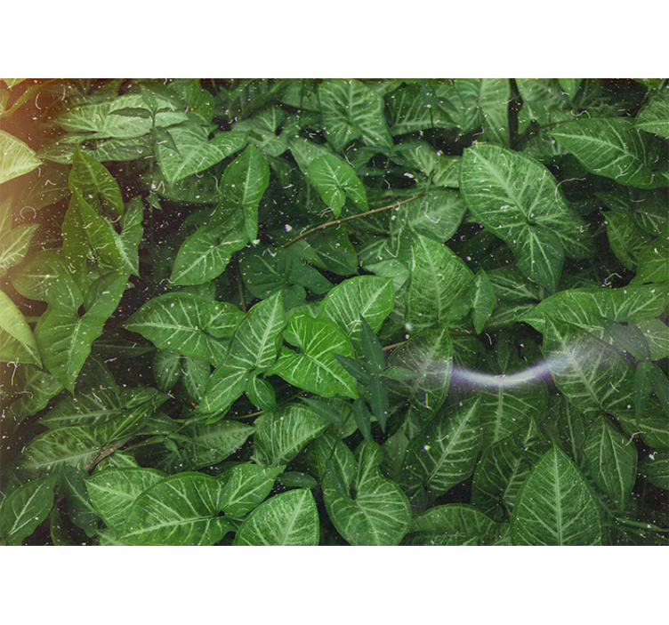 自然照片墙生动叶子组合 - TenStickers