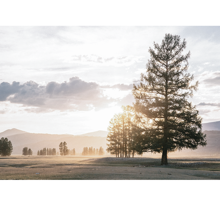 自然照片墙宁静松树剪影 - TenStickers