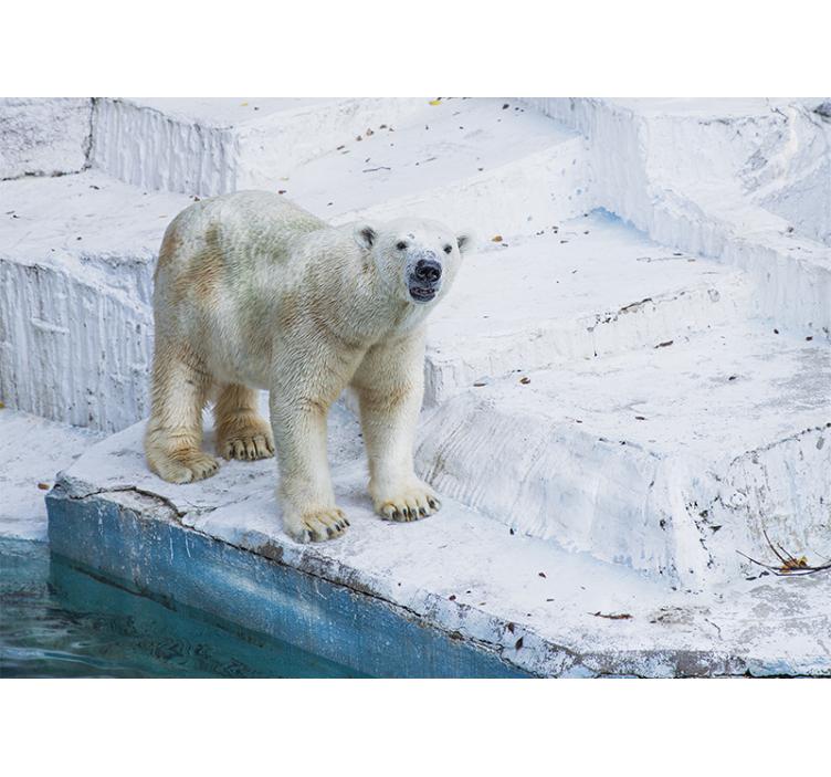 动物风格的墙面壁画北极熊姿态 - TenStickers