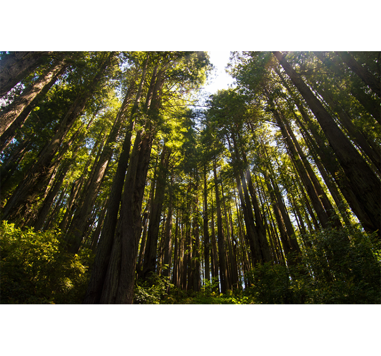 森林照片墙 高大的树木 - TenStickers