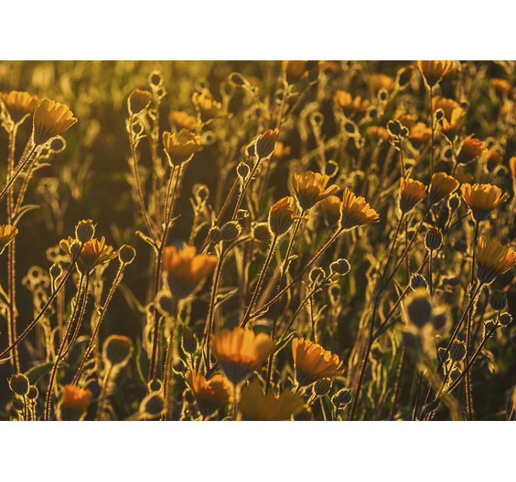 花卉照片墙展现金色绽放花卉 - TenStickers