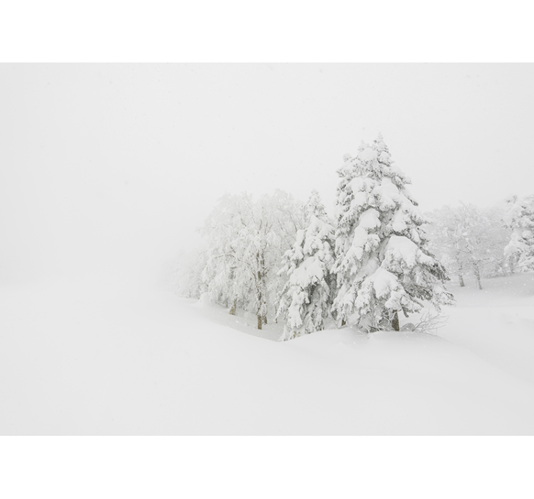 自然照片墙冬季森林场景 - TenStickers