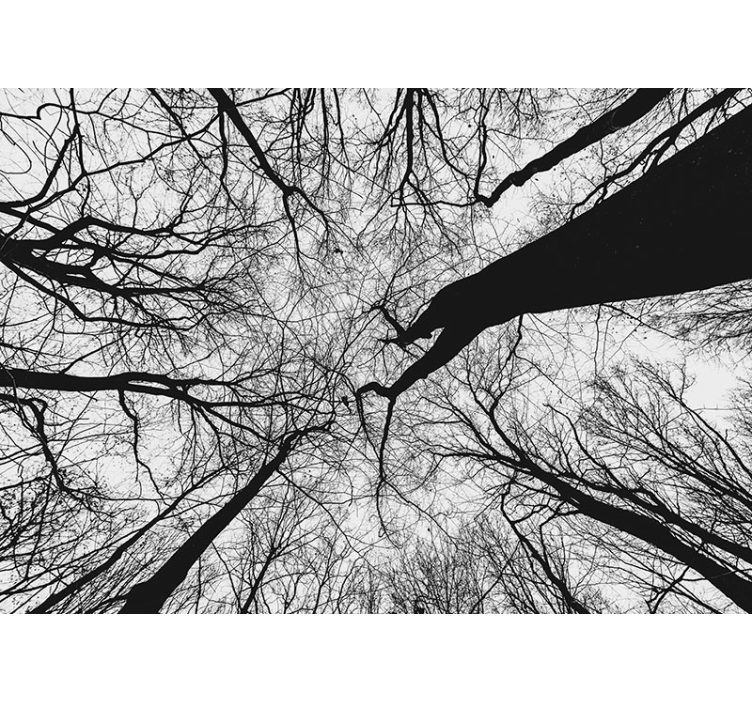 树木照片墙与交错树枝剪影相映成趣 - TenStickers