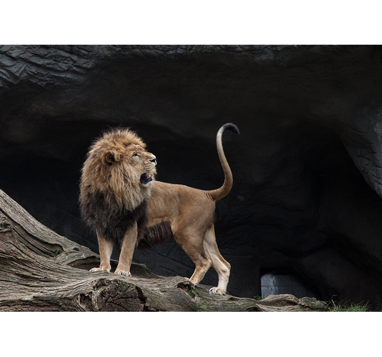 狮子照片墙展现雄伟狮子肖像 - TenStickers