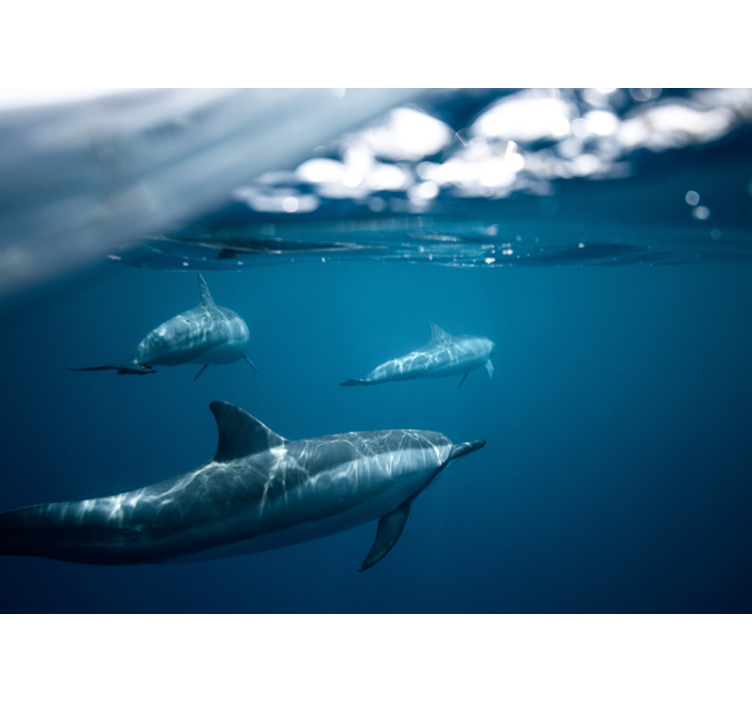 动物风格的墙面壁画 游泳的海豚场景 - TenStickers