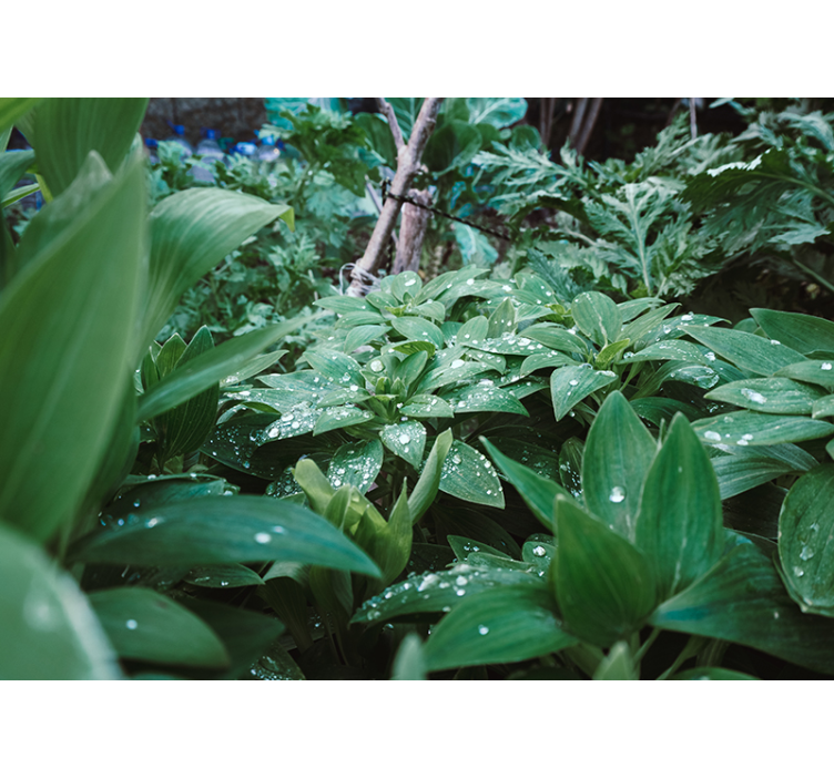 自然照片墙 郁郁葱葱的绿色纹理 - TenStickers