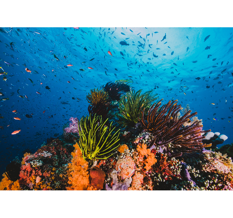 海洋的照片壁画呈现水下珊瑚天堂 - TenStickers