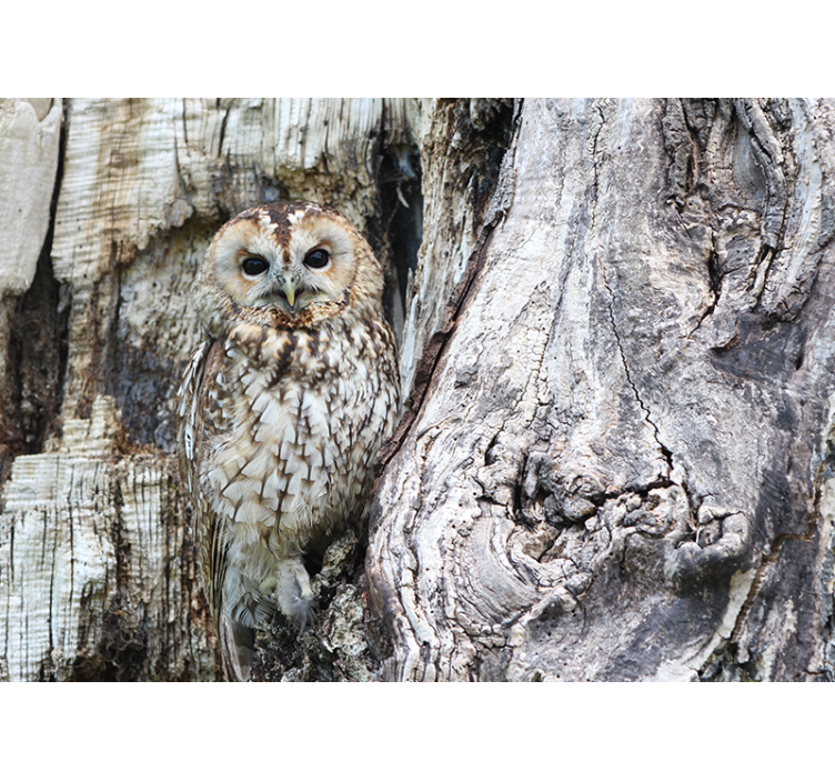 动物风格的墙面壁画 睿智的猫头鹰肖像 - TenStickers
