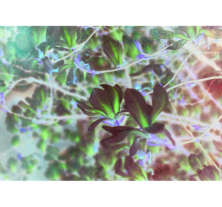 兰花照片墙 木兰花盛开 - TenStickers