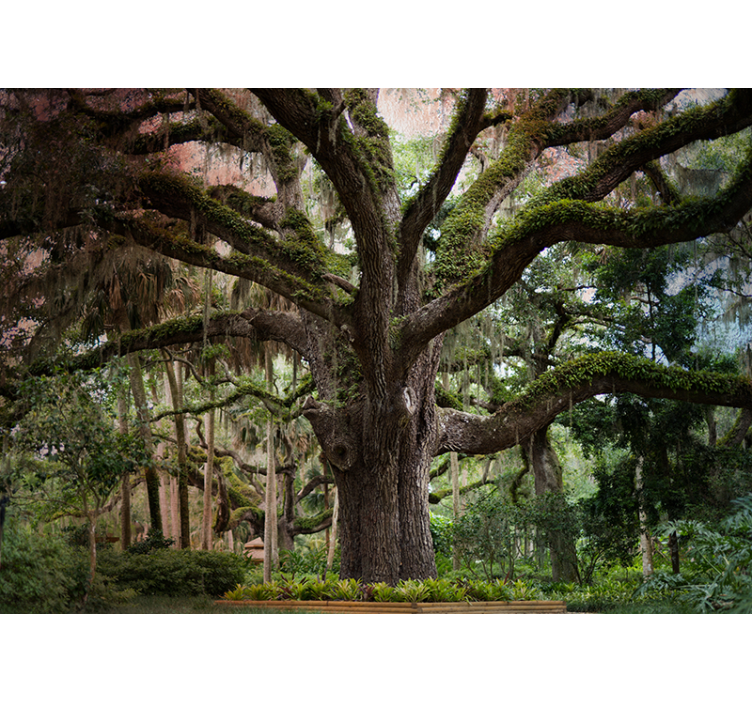 森林照片墙 雄伟的橡树 - TenStickers