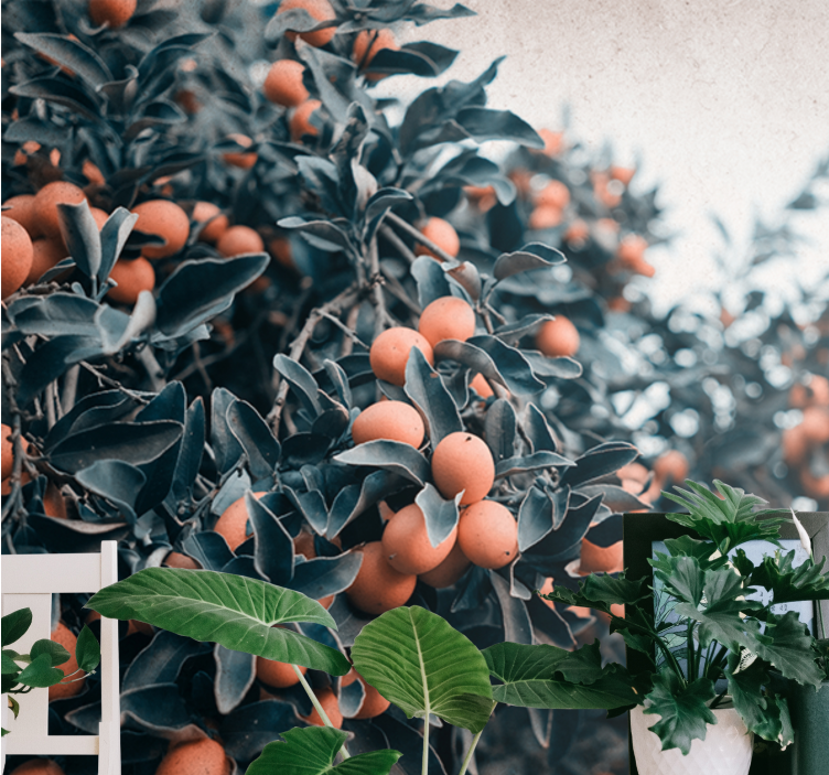 花卉照片墙柑橘果实枝条 - TenStickers