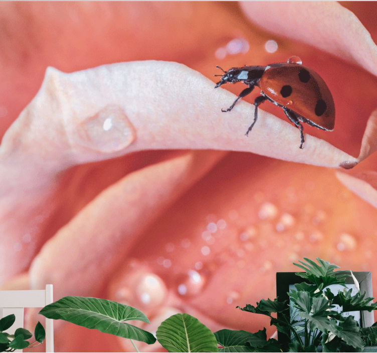 花卉照片墙上的瓢虫与花瓣 - TenStickers