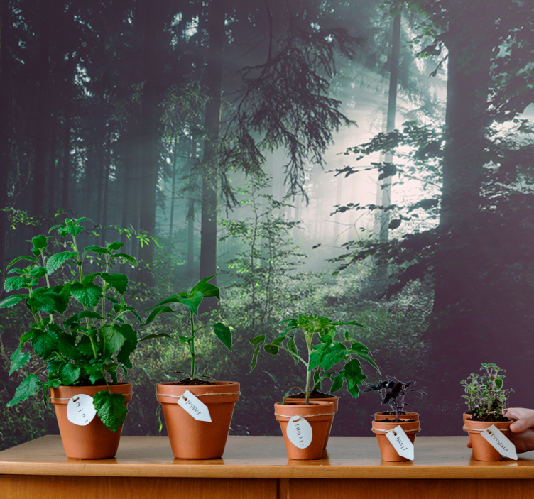 自然照片墙青翠林地风光 - TenStickers