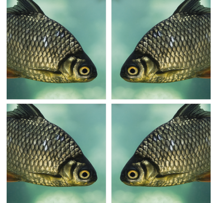 盲人怪物真实鱼类图像 - TenStickers