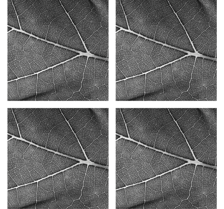 杯垫纹理精美叶子图案 - TenStickers