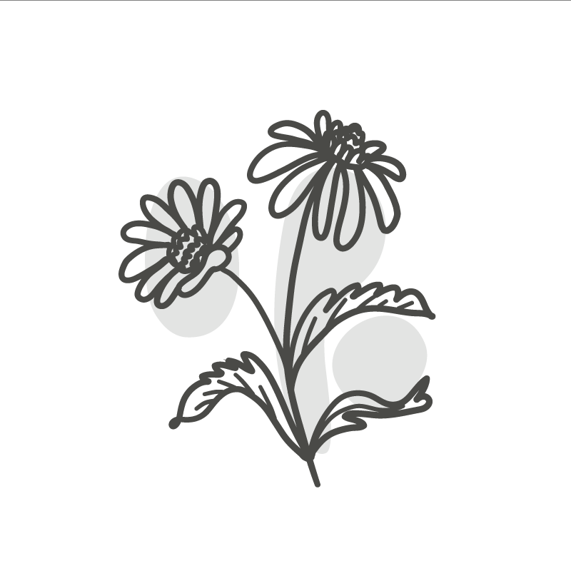 客厅海报：雏菊花朵线条艺术设计 - TenStickers