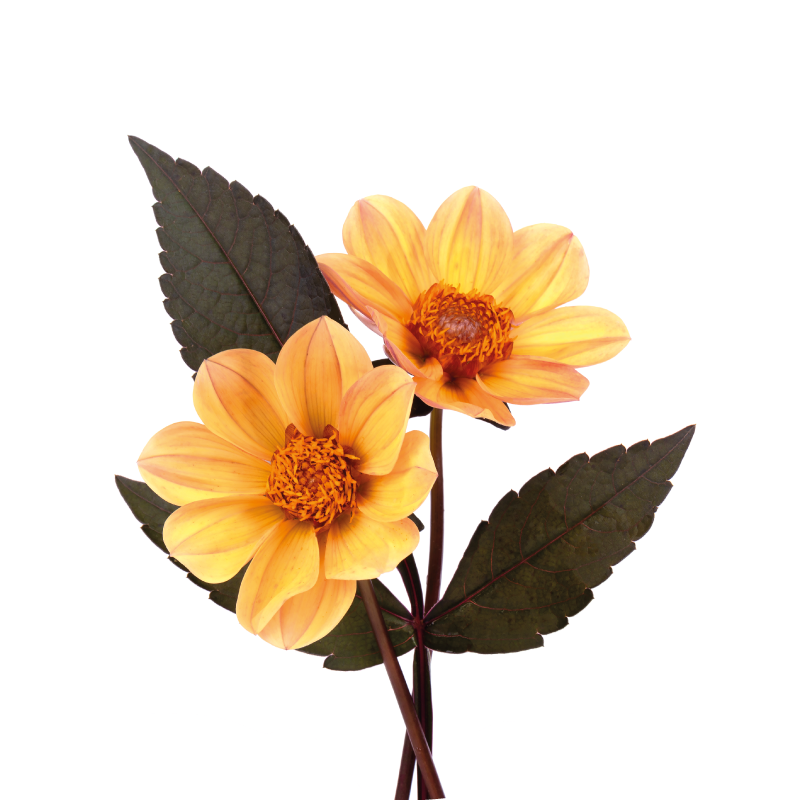 花卉和植物海报展示两朵花 - TenStickers