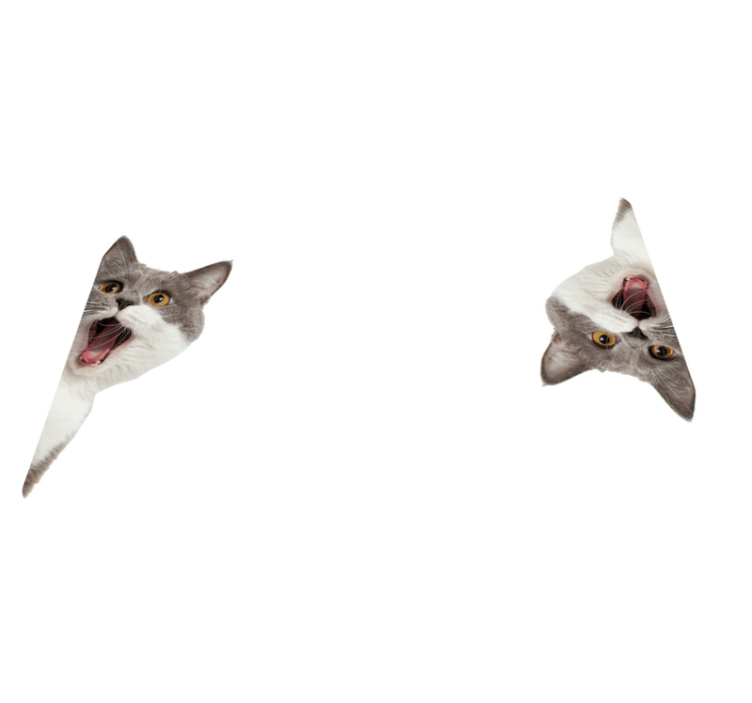 乙烯基地毯动物猫咪在白色背景下窥视 - TenStickers