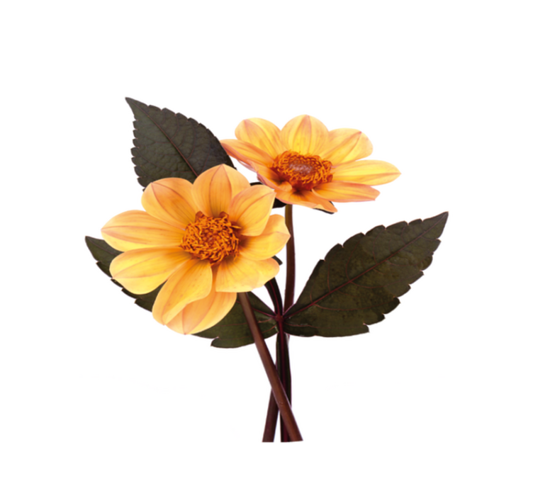 乙烯基花草地毯 生机勃勃的花朵构图 - TenStickers