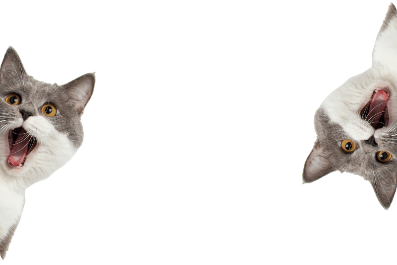 乙烯基地毯动物猫咪在白色背景下窥视 - TenStickers