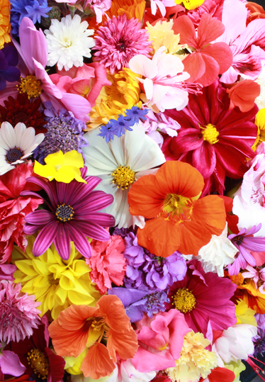 乙烯基花草地毯丰富多彩的花朵 - TenStickers