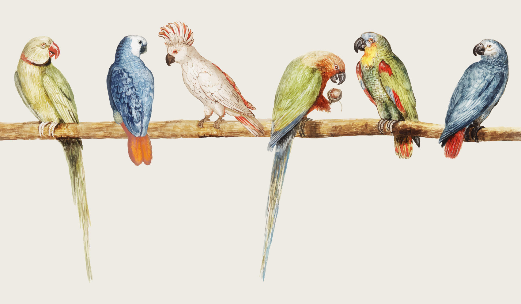 乙烯基地毯动物 鹦鹉鲈鱼插图 - TenStickers