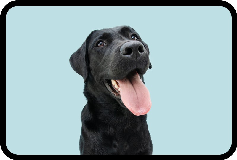 乙烯基地毯动物黑色拉布拉多犬 - TenStickers